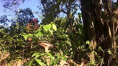 Hiking Adventure Turned into Jungle Sex with Thick Girl Thumb