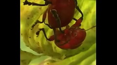 Amor na natureza Thumb
