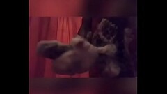 Jack jacks the Beanstalk Thumb