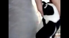 COMENDO O PINGUIM GOSTOSO MANO Thumb
