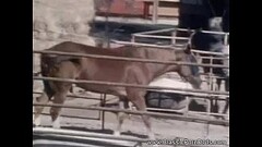 An Outdoor Sex With A Hidden Viewer Thumb