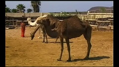 Orgy in the Pyramid Thumb